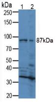 Polyclonal Antibody to Relaxin/Insulin Like Family Peptide Receptor 1 (RXFP1)