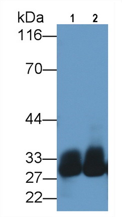 Polyclonal Antibody to Azurocidin (AZU)