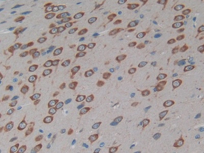 Polyclonal Antibody to Connexin 40 (CX40)