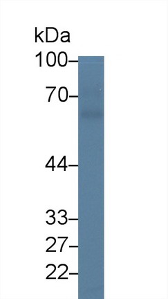 Polyclonal Antibody to Nectin 2 (NECTIN2)