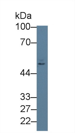 Polyclonal Antibody to Nectin 2 (NECTIN2)