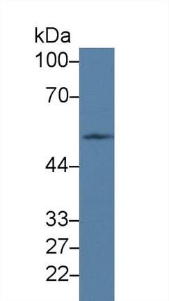 Polyclonal Antibody to Poliovirus Receptor Related Protein 3 (PVRL3)