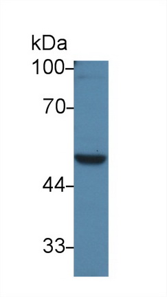 Polyclonal Antibody to Poliovirus Receptor Related Protein 3 (PVRL3)