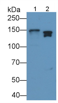 Polyclonal Antibody to Colony Stimulating Factor Receptor, Granulocyte (GCSFR)