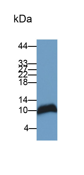 Polyclonal Antibody to Matrix Gla Protein (MGP)