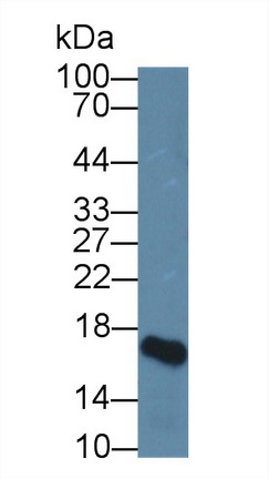 Polyclonal Antibody to Heparin Binding Epidermal Growth Factor Like Growth Factor (HBEGF)