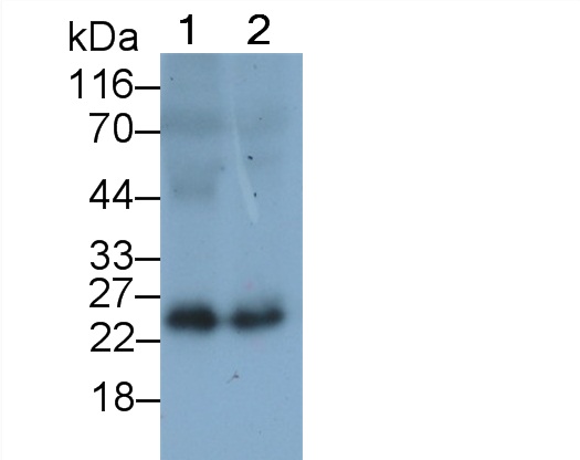 Polyclonal Antibody to Heparin Binding Epidermal Growth Factor Like Growth Factor (HBEGF)