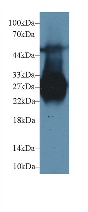 Polyclonal Antibody to Mannose Binding Lectin (MBL)