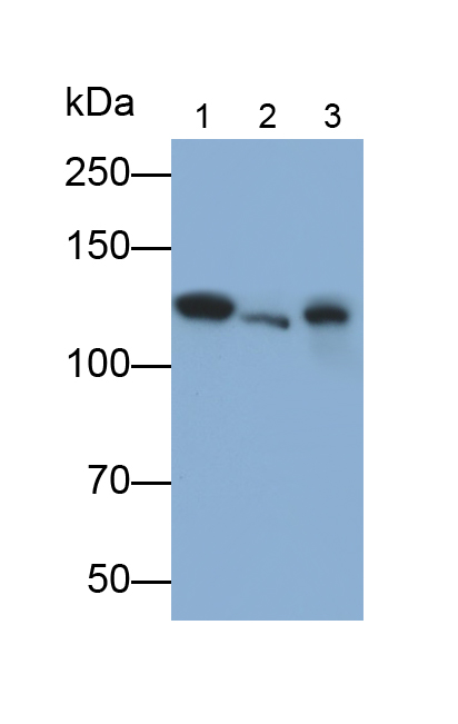 Polyclonal Antibody to N-cadherin (NCAD)