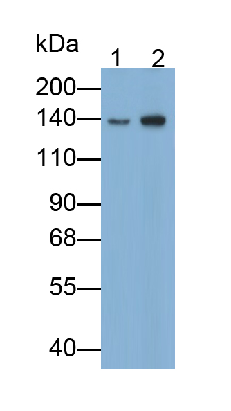 Polyclonal Antibody to N-cadherin (NCAD)