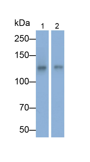 Polyclonal Antibody to N-cadherin (NCAD)