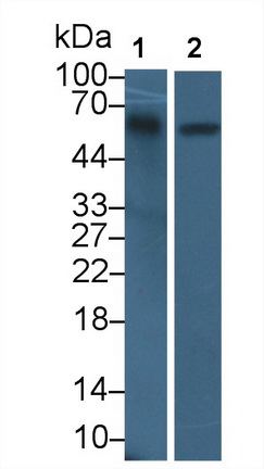 Polyclonal Antibody to Salivary Alpha Amylase (AMY1A)