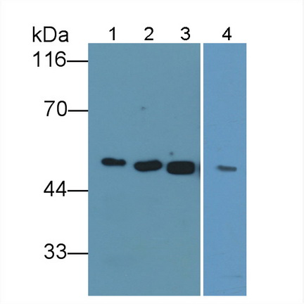 Polyclonal Antibody to Salivary Alpha Amylase (AMY1A)