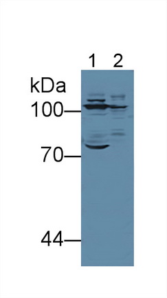 Polyclonal Antibody to Colony Stimulating Factor Receptor, Macrophage (MCSFR)