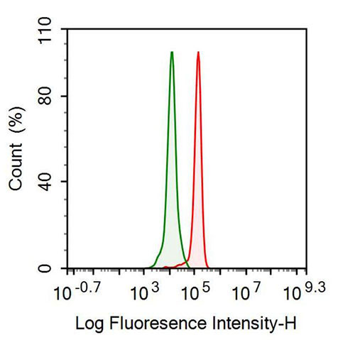 Polyclonal Antibody to Calreticulin (CALR)