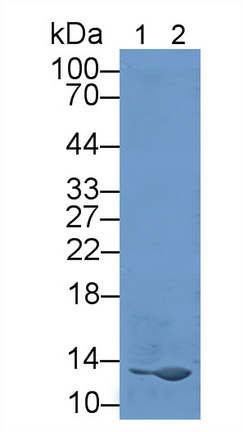 Polyclonal Antibody to Peptidyl Prolyl Cis/Trans Isomerase NIMA Interacting Protein 4 (PIN4)