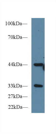 Polyclonal Antibody to Peptidylprolyl Isomerase E (PPIE)