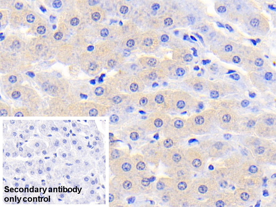 Polyclonal Antibody to Sorbitol Dehydrogenase (SDH)