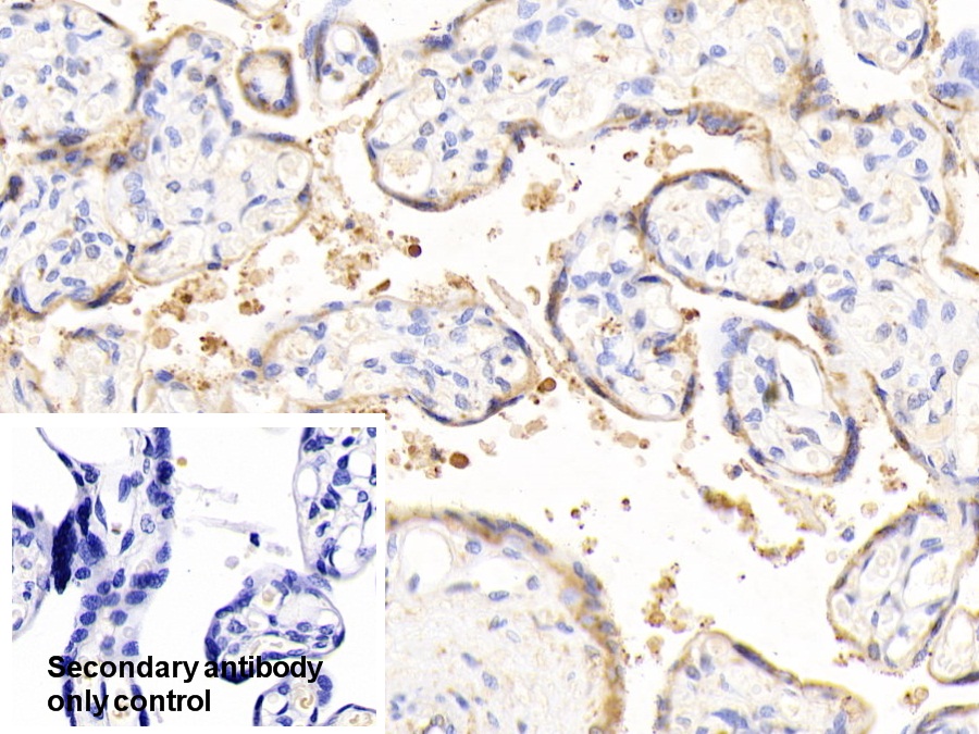 Polyclonal Antibody to Endoplasmic Reticulum Resident Protein 57 (ERp57)