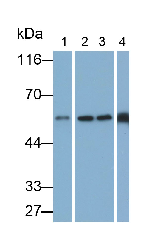 Polyclonal Antibody to Endoplasmic Reticulum Resident Protein 57 (ERp57)