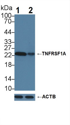 Polyclonal Antibody to Tumor Necrosis Factor Receptor 1 (TNFR1)