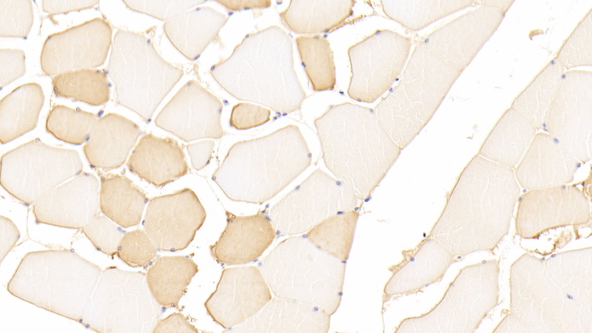 Polyclonal Antibody to Dystrophin (DMD)