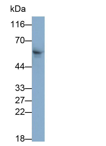 Polyclonal Antibody to Dystrophin (DMD)