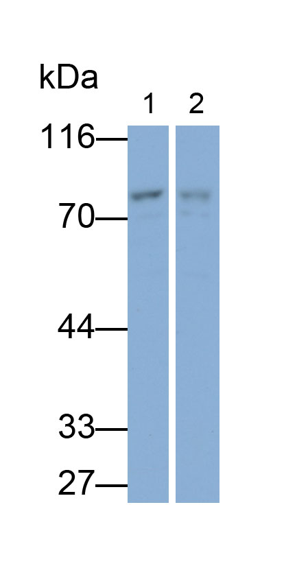 Polyclonal Antibody to Interleukin 1 Receptor Associated Kinase 1 (IRAK1)