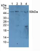 Polyclonal Antibody to Mucosal Addressin Cell Adhesion Molecule 1 (MAdCAM1)