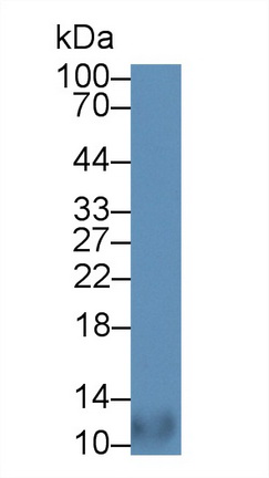 Polyclonal Antibody to Pulmonary Activation Regulated Chemokine (PARC)