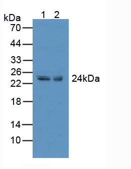 Polyclonal Antibody to Tumor Necrosis Factor Receptor Superfamily, Member 9 (TNFRSF9)