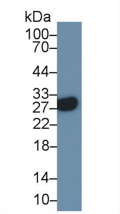 Polyclonal Antibody to Tumor Necrosis Factor Receptor Superfamily, Member 9 (TNFRSF9)