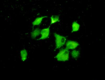 Polyclonal Antibody to Cyclophilin 40 (CYP-40)