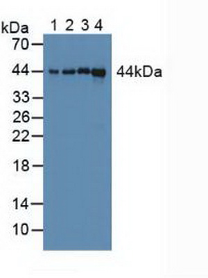 Polyclonal Antibody to Cyclophilin 40 (CYP-40)