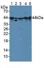 Polyclonal Antibody to Cyclophilin 40 (CYP-40)