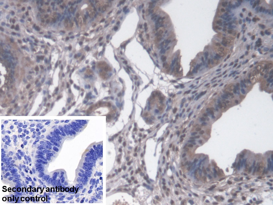 Polyclonal Antibody to Cyclophilin 40 (CYP-40)