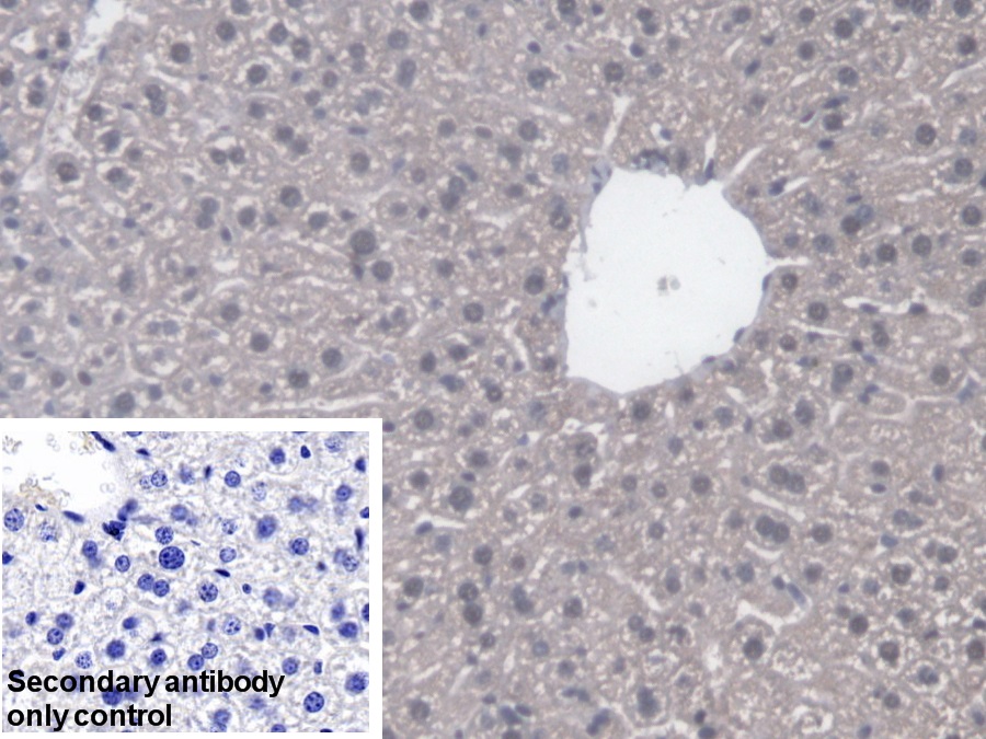 Polyclonal Antibody to Cyclophilin 40 (CYP-40)