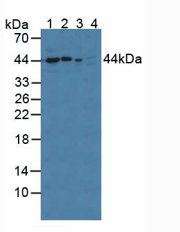 Polyclonal Antibody to Cyclophilin 40 (CYP-40)