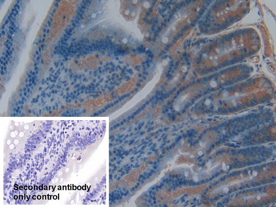 Polyclonal Antibody to Cyclophilin 40 (CYP-40)