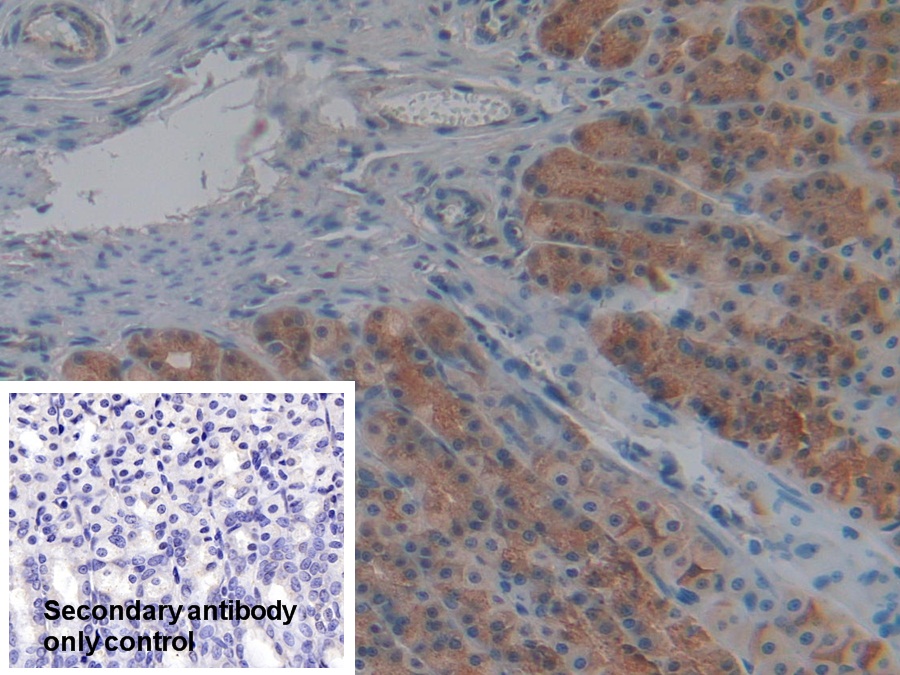 Polyclonal Antibody to Cyclophilin 40 (CYP-40)