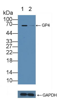 Polyclonal Antibody to Cluster Of Differentiation 36 (CD36)