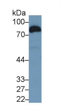 Polyclonal Antibody to Cluster Of Differentiation 36 (CD36)