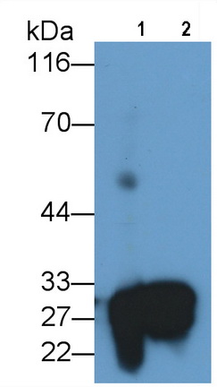 Polyclonal Antibody to Protease, Serine 2 (PRSS2)