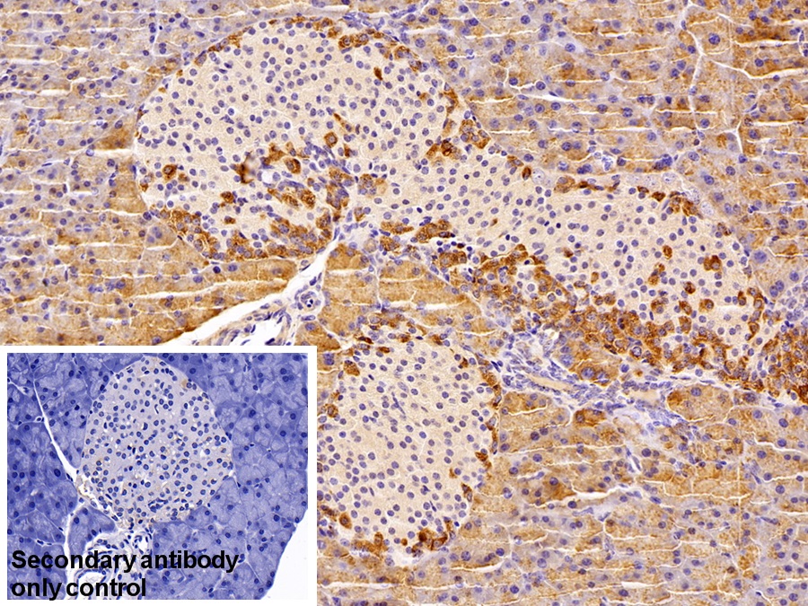 Polyclonal Antibody to Protease, Serine 2 (PRSS2)