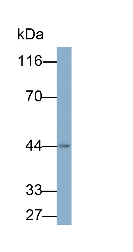 Polyclonal Antibody to Gamma-cystathionase (CTH)