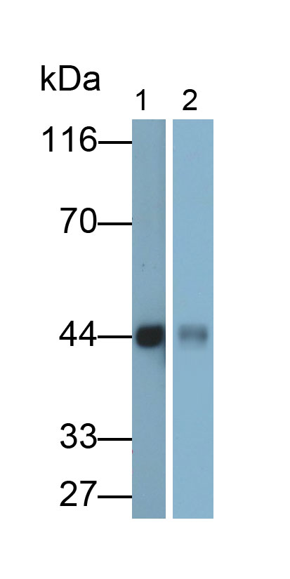 Polyclonal Antibody to Gamma-cystathionase (CTH)