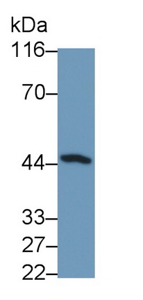 Polyclonal Antibody to Cluster Of Differentiation 147 (CD147)