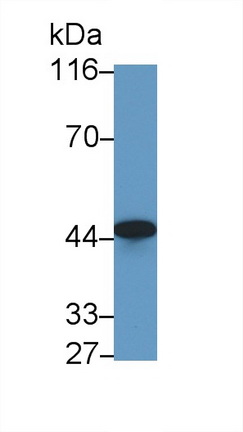 Polyclonal Antibody to Cluster Of Differentiation 147 (CD147)