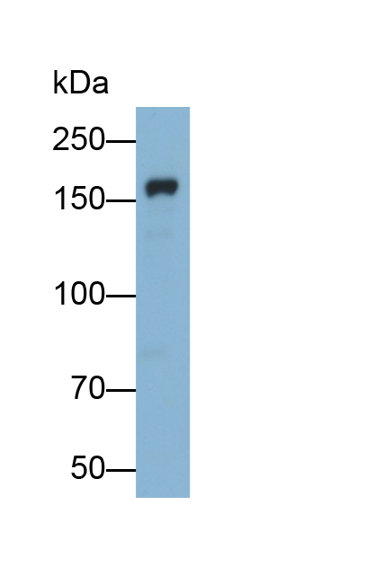 Polyclonal Antibody to Mannose Receptor C Type 1 (MRC1)