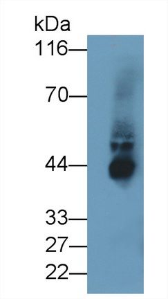 Polyclonal Antibody to Indoleamine-2,3-Dioxygenase (IDO)